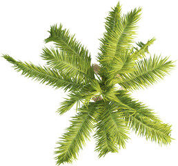 Top view of king palm tree - Archontophoenix Cunninghamiana