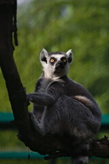 lemur na gałęzi