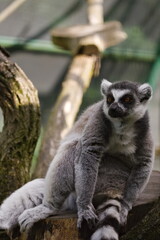 lemur na gałęzi