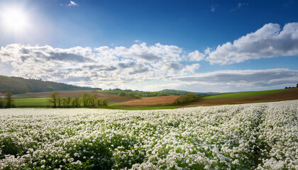 expansive field of white blossoms stretches towards the horizon green hills and a sky with fluffy white clouds sunlight cascades over the field highlighting the purity and uniformity of the flowers