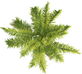 Top view of king palm tree - Archontophoenix Cunninghamiana