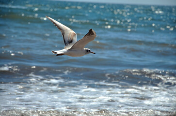 One seagull flying over the sea with waves on  sunny summer day. Wild seseagull in flight over the ocean .