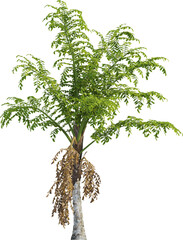 Side view of palm tree - Caryota Urens