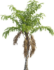 Side view of palm tree - Caryota Urens