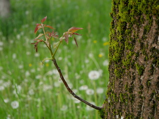 A young branch of an walnut tree grows from an old tree. The new life begin.