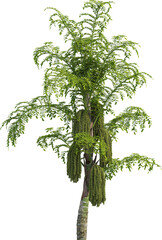 Side view of palm tree - Caryota Urens