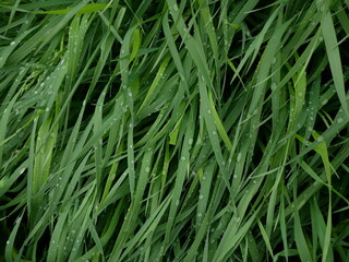 Dew or rain drops on blades of bright green reed gras. Macro close up on a wet meadow in Transcarpathia, Ukraine. Grass after rain in summer season.