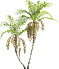 Side view of palm tree - Laccospadix Australasica