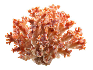 Exotic Orange Coral Specimen with Intricate Branching Structures Detailed Macro Shot
