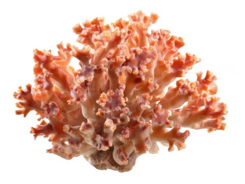 Exotic Orange Coral Specimen with Intricate Branching Structures Detailed Macro Shot