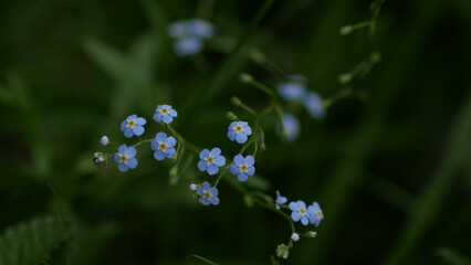 Myositis sylvatica. Alpine forget me not flowers, herbaceous, perennial, flowering plant in the family Boraginaceae. Blue, small blossoms in the blurred background of green grass. 