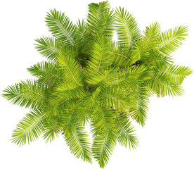 Top view of palm tree - Laccospadix Australasica