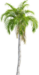 Side view of imperial palm tree - Roystonea Oleracea