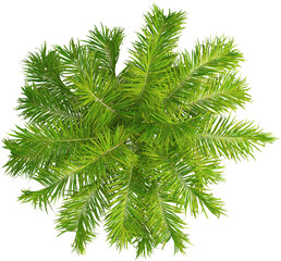 Top view of imperial palm tree - Roystonea Oleracea