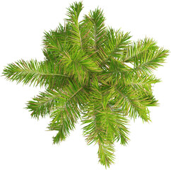 Top view of imperial palm tree - Roystonea Oleracea