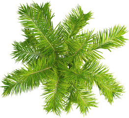 Top view of imperial palm tree - Roystonea Oleracea