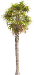 Side view of palm tree - Sabal Palmetto