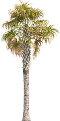 Side view of palm tree - Sabal Palmetto