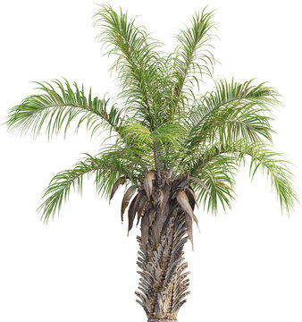 Side view of palm tree - Syagrus Coronata