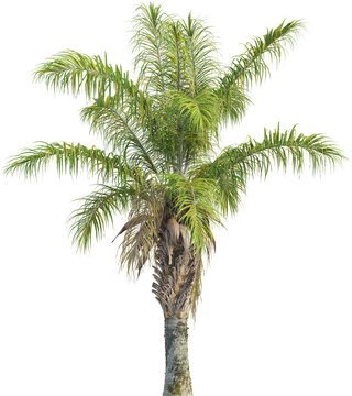 Side view of palm tree - Syagrus Coronata