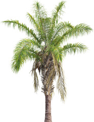 Side view of palm tree - Syagrus Coronata