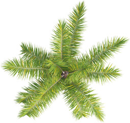 Top view of palm tree - Syagrus Coronata