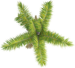 Top view of palm tree - Syagrus Coronata