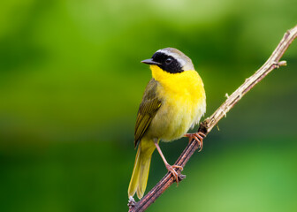 Fototapeta premium Common Yellowthroat