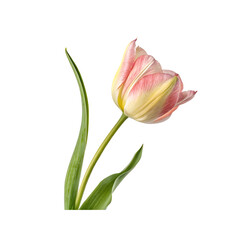 Naklejka premium Festive Red and White Striped Candy Canes for Holiday Celebrations