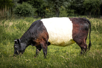 cow on the meadow