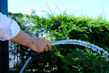 A gardener waters trees with a hose. Close-up of a man's hand pouring water from a hose. Pine trees...