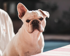 french bulldog portrait