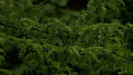 Green moss background. Beautiful view of trees in the forest, acacia trees.