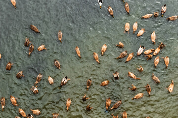 indian farm water ducks are swimming in a pond, commercial purpose bird farming