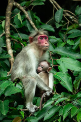 indian macaque monkey holding its baby in a tree
