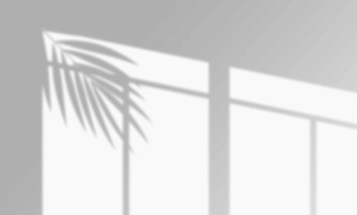 Shadow of Palm Leaf on a Window