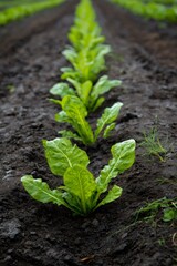 Young beet sprouts emerging in nutrient rich farmland, highlighting sustainable agriculture and fresh produce cultivation