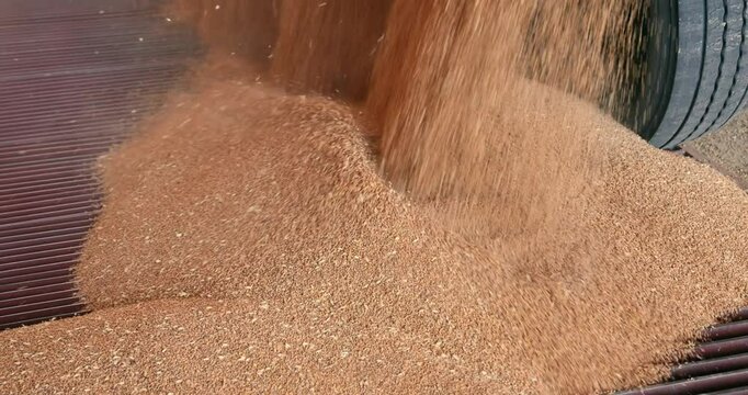 Unloading wheat from the tractor trailer in a silo after harvest, close up - slow motion