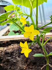 Yellow flowers of cucumbers growing in a greenhouse among juicy green leaves. Healthy eating and vegetarianism concept, growing eco products on a farm.