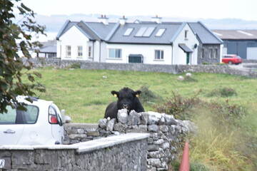 black ox on the grass behind a stone wall in a rural area