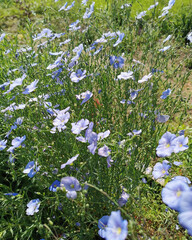 Blue flax flowers bloom vibrantly in a lush green field, showcasing delicate petals and slender...