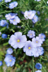 Blue flax flowers bloom vibrantly in a lush green field, showcasing delicate petals and intricate details, creating a serene and peaceful natural environment