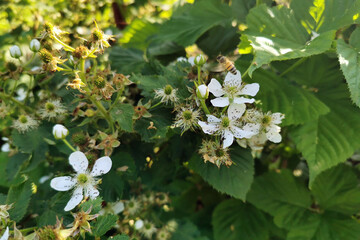Blackberry blossom with delicate white petals and green leaves, showcasing nature's beauty,...