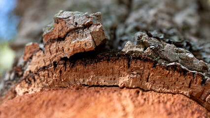 Cork texture, close-up of cork oak bark