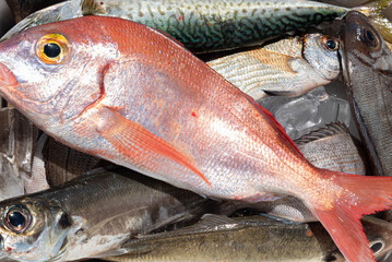 Fresh from the sea, a variety of fish in the day's catch