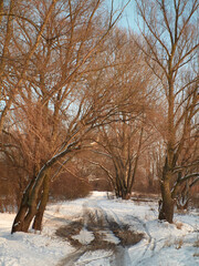 road between trees in winter