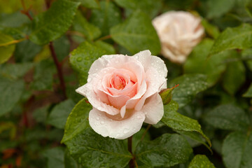 Beautiful tea rose with water drops on petals after rain