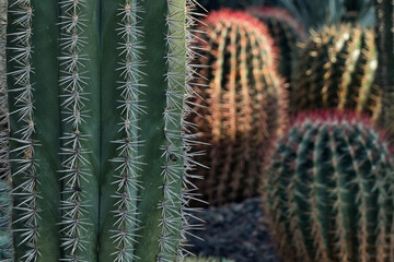 Cactus and succulents in bloom with vivid textures, contrast, symmetry, color, and geometry—a...