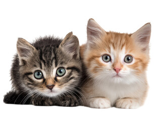 Fototapeta premium Adorable Kitten Duo A Glimpse of Furry Friends Cuteness and Innocence in Studio Portraiture