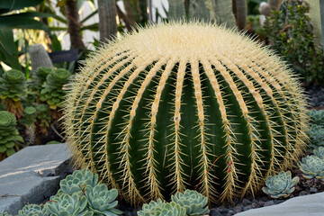 Cactus and succulents in bloom with vivid textures, contrast, symmetry, color, and geometry—a...